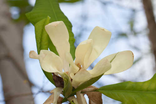 Magnolia tripetala #33